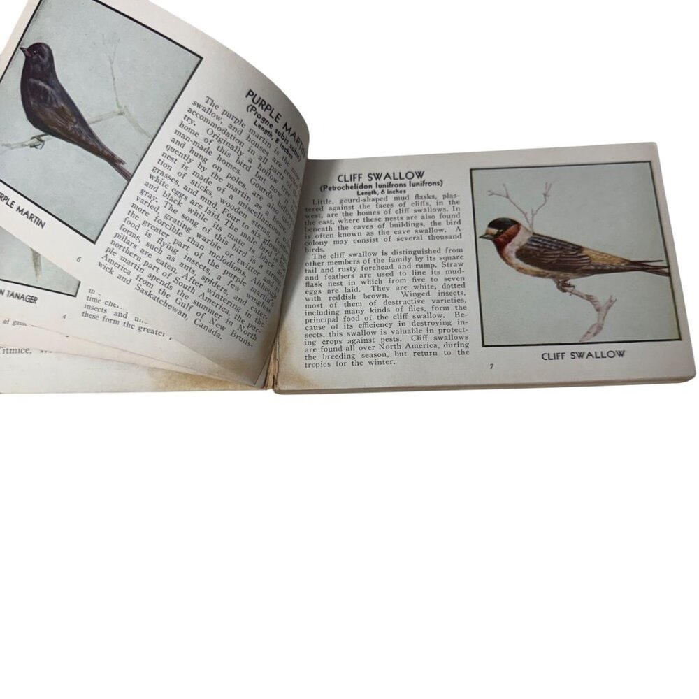 Vintage 1931 "The Green Book Of Birds Of America" By Frank G. Ashbrook - Picture 3 of 16